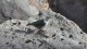 0921_bandelier_oiseau