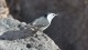 0922_bandelier_oiseau