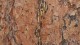 0924_bandelier_ecorce