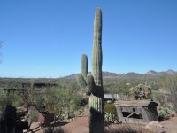 0983_goldfield_saguaro