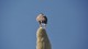buse_harris_03