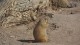 chien_prairie_02