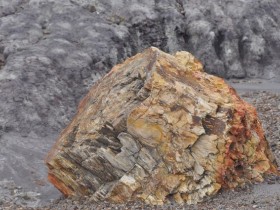 petrified_forest