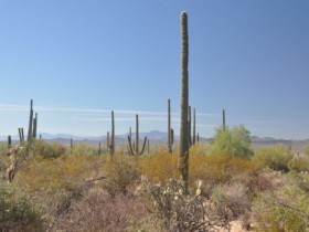 sonora_desert