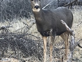 mule_deer_bandelier