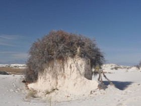 white_sands_sumac