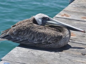 pelican