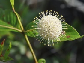 cephalanthus_occidentalis