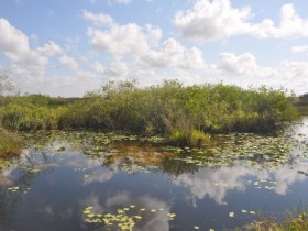 everglades