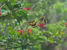 machaon