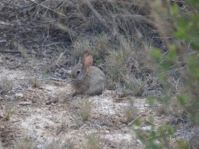 lapin