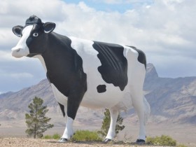 vache_nevada_1