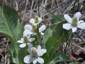 vegetation