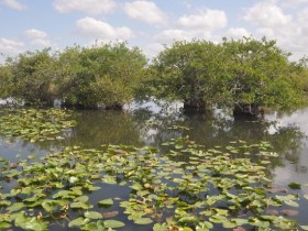 everglades