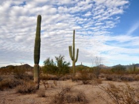 organ_pipe_np