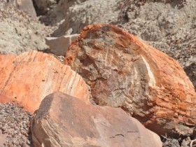 petrified_forest