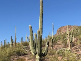 saguaro