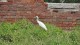 38_aigrette