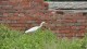 39_aigrette