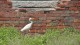 40_aigrette