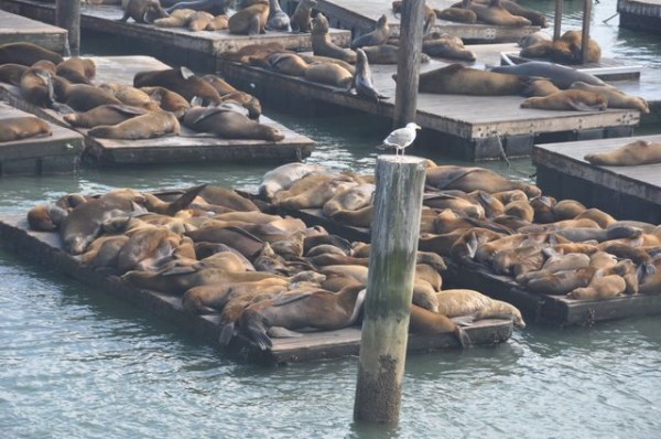 0165_otaries_pier_39_san_francisco