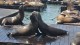 100_otaries_pier_39_san_francisco