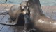 102_otaries_pier_39_san_francisco