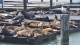 104_otaries_pier_39_san_francisco