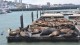 56_otaries_pier_39_san_francisco