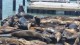 57_otaries_pier_39_san_francisco