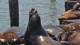 60_otaries_pier_39_san_francisco