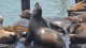 61_otaries_pier_39_san_francisco