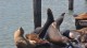 65_otaries_pier_39_san_francisco