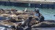 71_otaries_pier_39_san_francisco