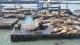 75_otaries_pier_39_san_francisco