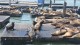 76_otaries_pier_39_san_francisco