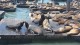 78_otaries_pier_39_san_francisco