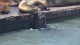 85_otaries_pier_39_san_francisco