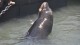 86_otaries_pier_39_san_francisco