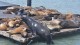 87_otaries_pier_39_san_francisco