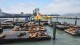 88_otaries_pier_39_san_francisco