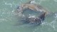 91_otaries_pier_39_san_francisco