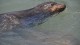 93_otaries_pier_39_san_francisco