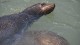 94_otaries_pier_39_san_francisco