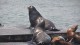 97_otaries_pier_39_san_francisco