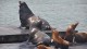 98_otaries_pier_39_san_francisco