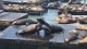 99_otaries_pier_39_san_francisco