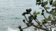 orebic_figuier_2