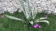 orebic_plantes_grasses_2