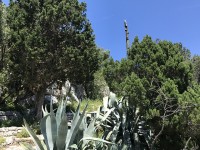 mljet_ste_marie_cactus_05